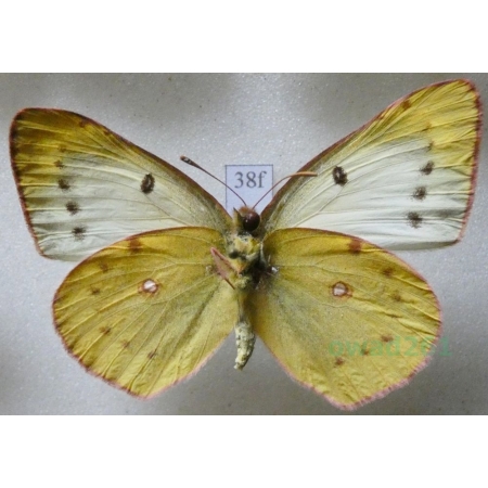 Colias hyale (Linnaeus, 1758) reverse Szlaczkoń siarecznik Croatia38f